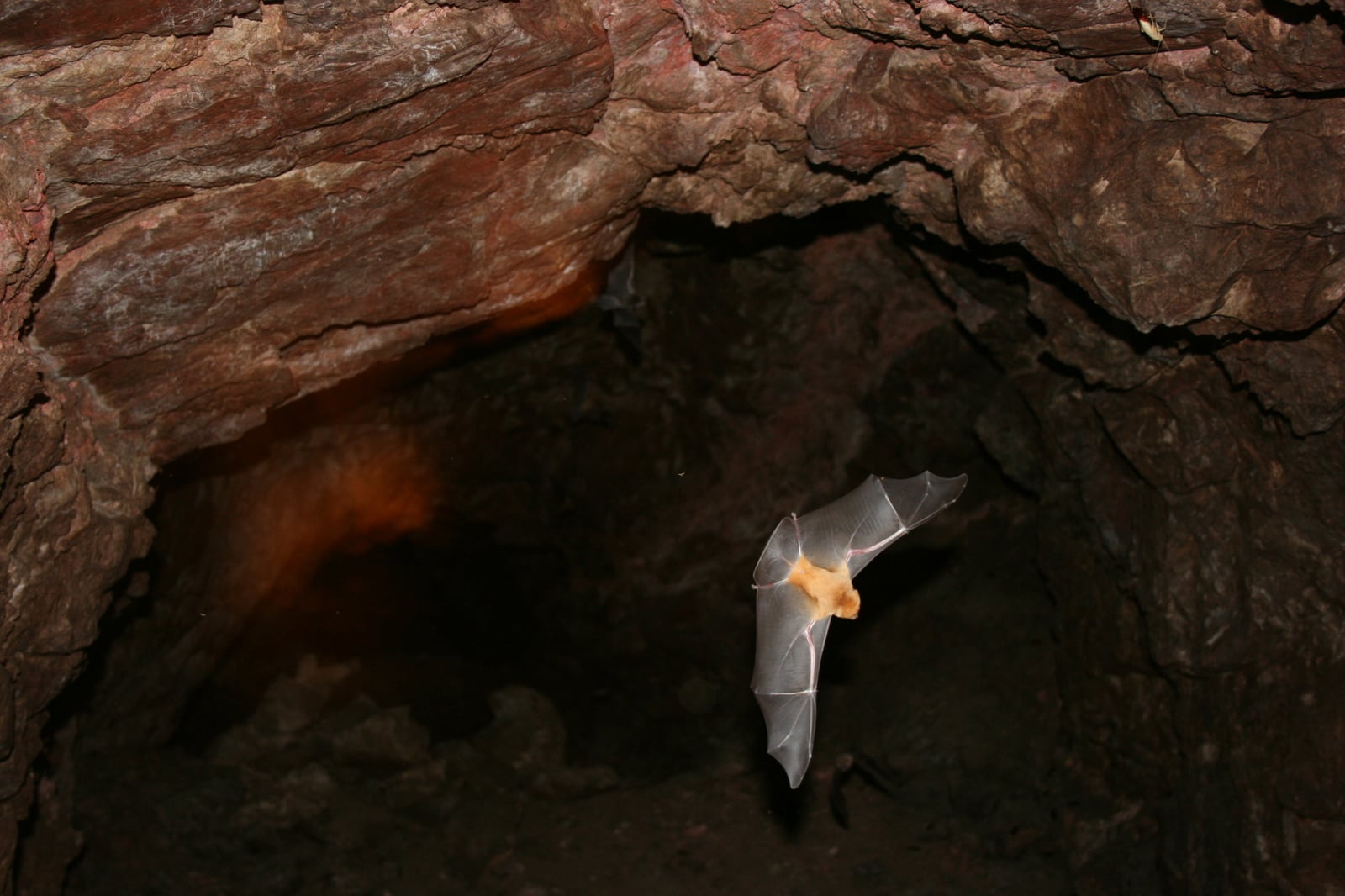 Ghost-faced Bat (Mormoops megalophylla)