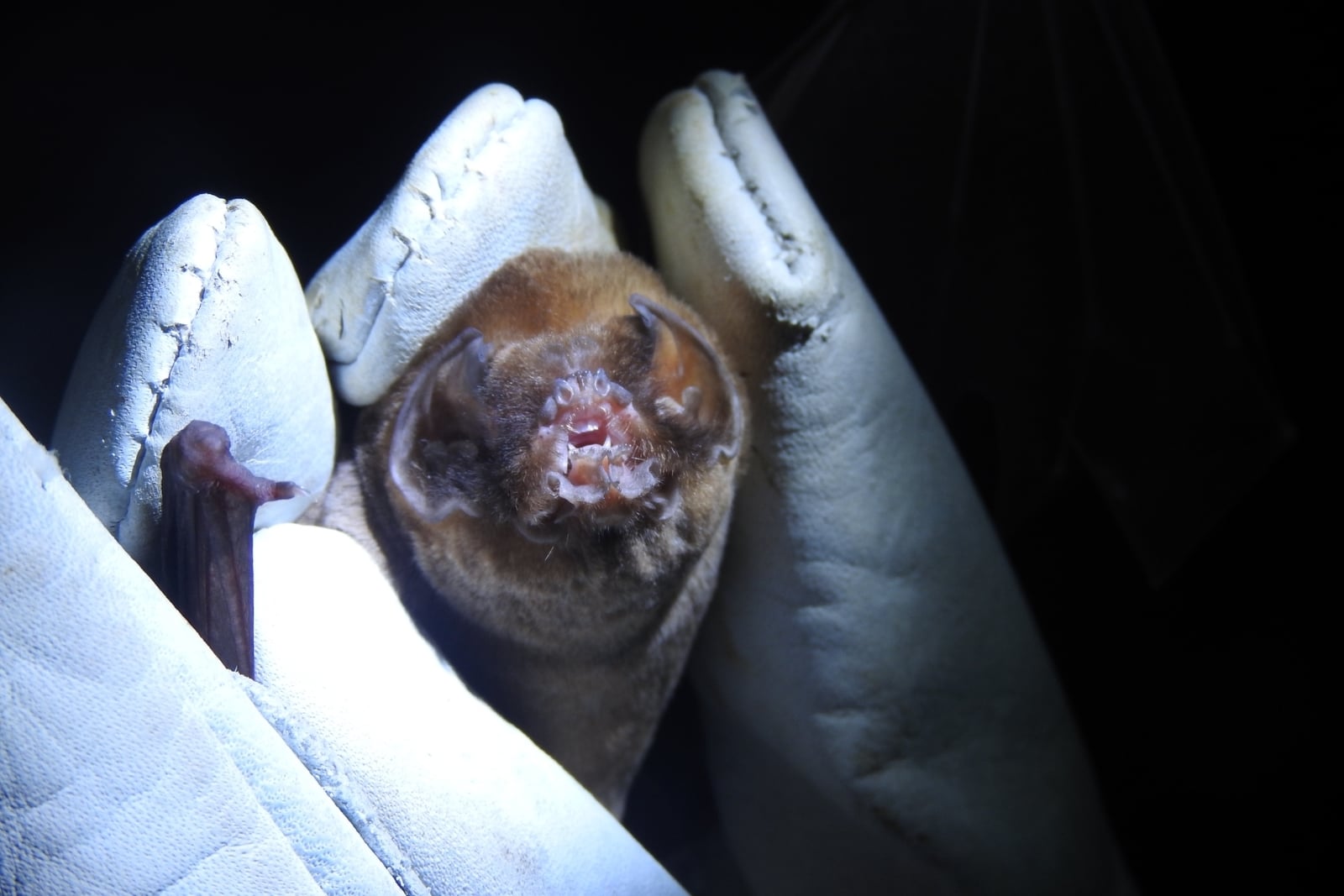Ghost-faced Bat (Mormoops megalophylla)