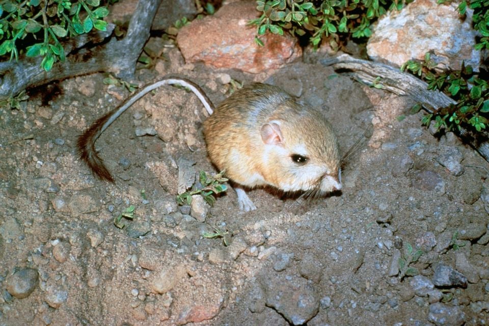 Dipodomys ingens