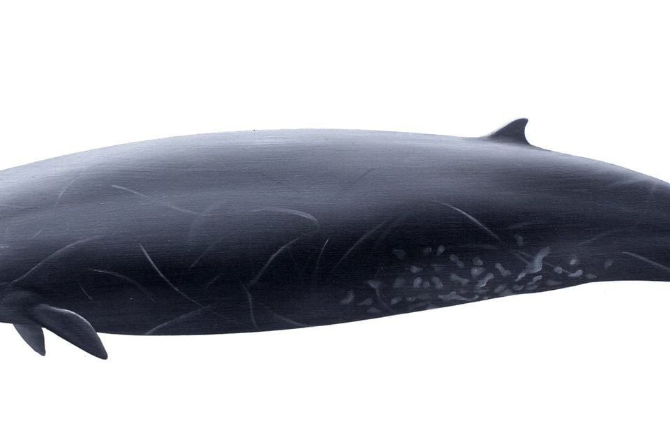 Illustration: ginkgo-toothed beaked whale in profile, dark spindle-shaped body with pale scarring (oil painting)