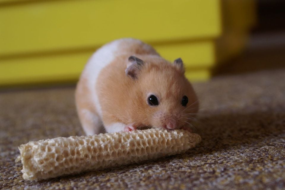 Mesocricetus auratus -pet hamster-8a