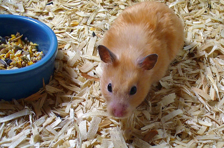 A pet hamster named Peach