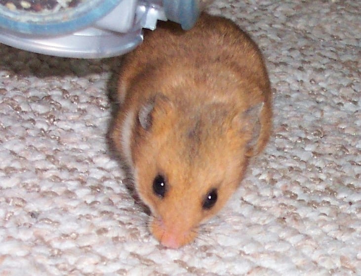 Wild-type golden hamster with a golden-brown back and pale underside on household carpet