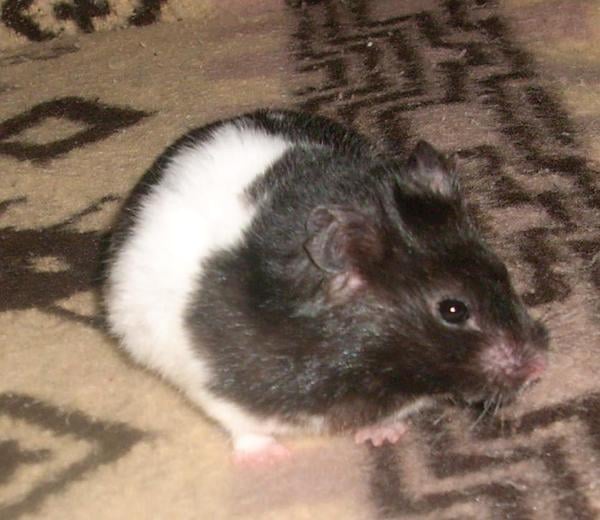 Banded black-and-white captive golden hamster, a bred color morph, seen from the side