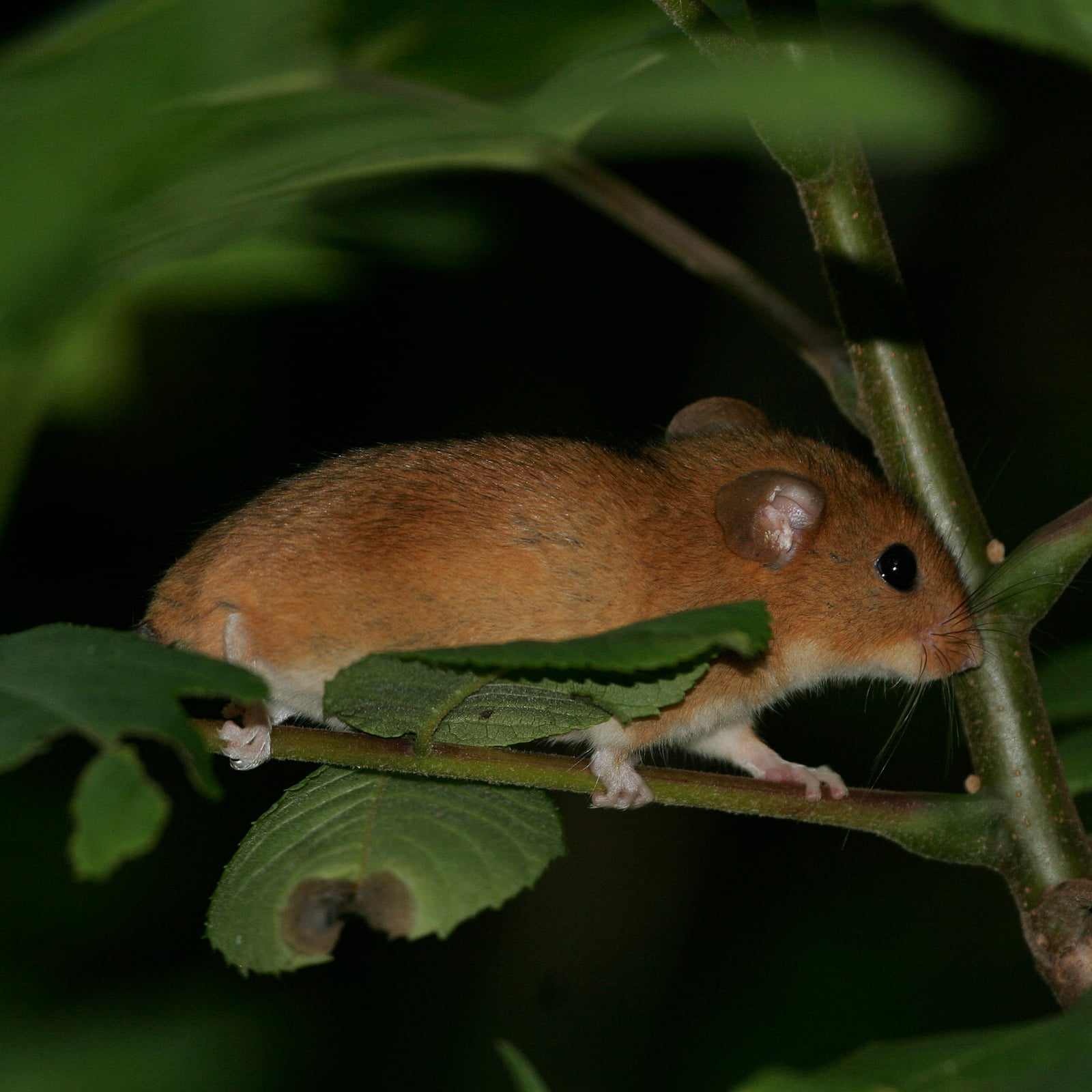 Golden Mouse (Ochrotomys nuttalli)