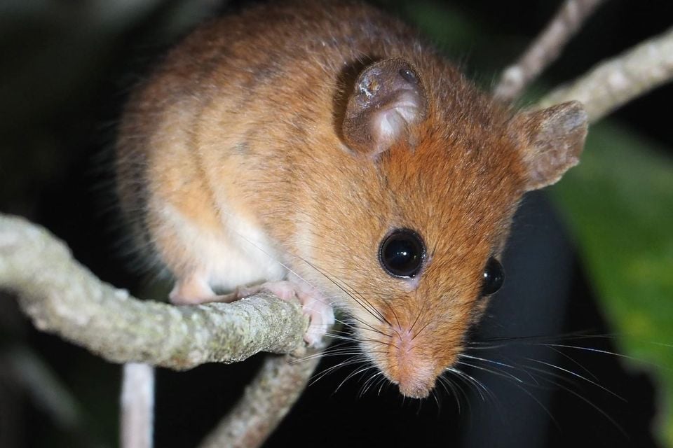 Golden Mouse (Ochrotomys nuttalli)