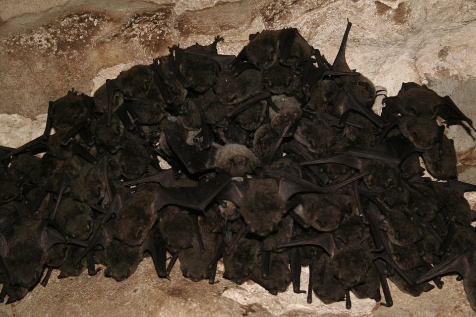 Myotis grisescens colony