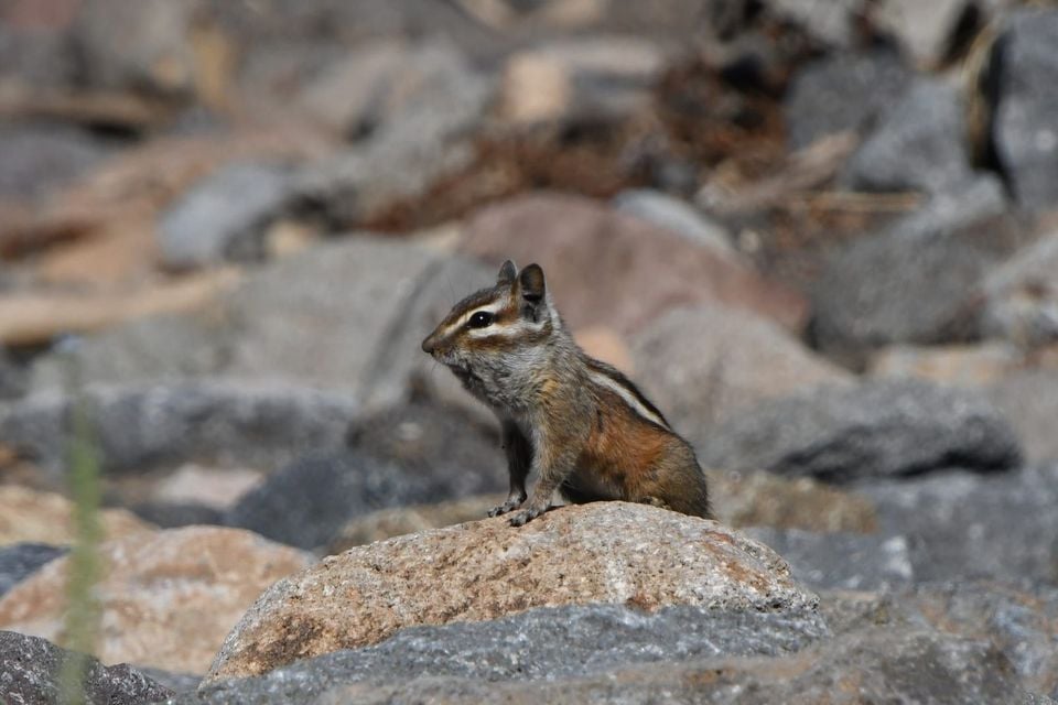 Gray-collared Chipmunk in natural habitat