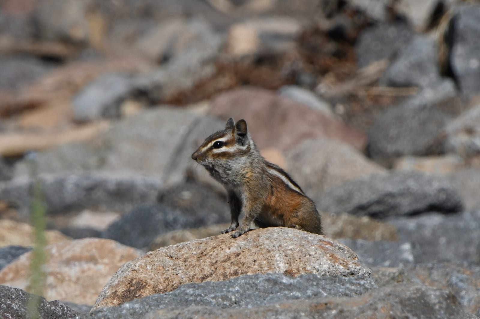 Gray-collared Chipmunk in natural habitat
