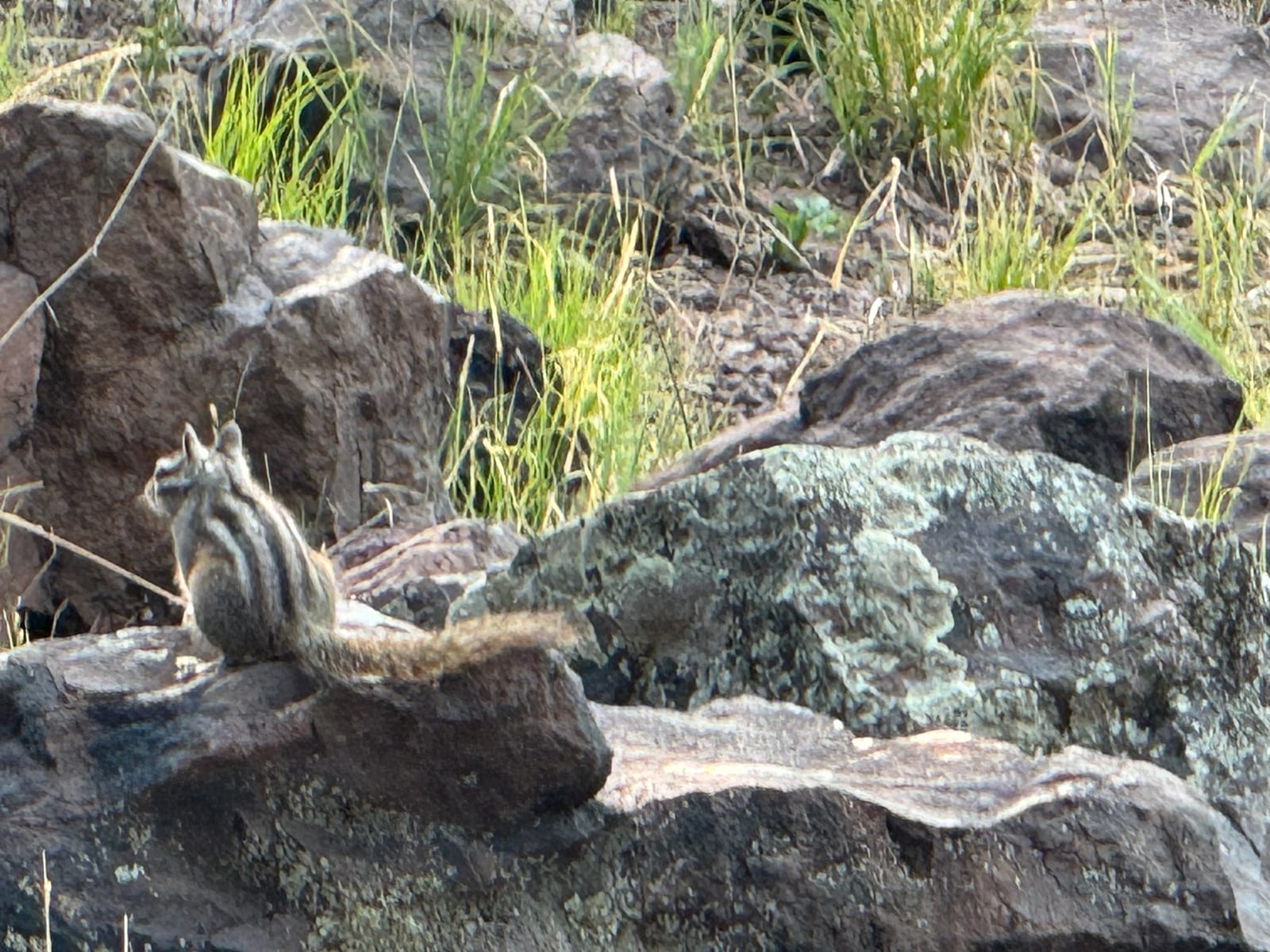 Gray-collared Chipmunk photo 1