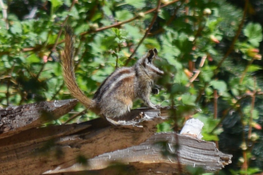 Gray-collared Chipmunk photo 2