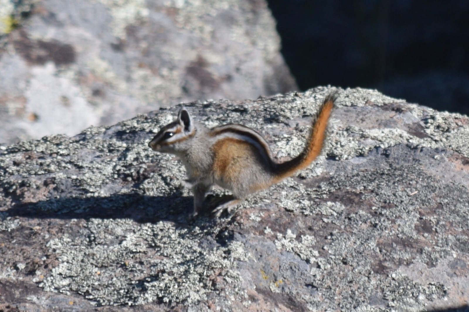 Gray-collared Chipmunk photo 3