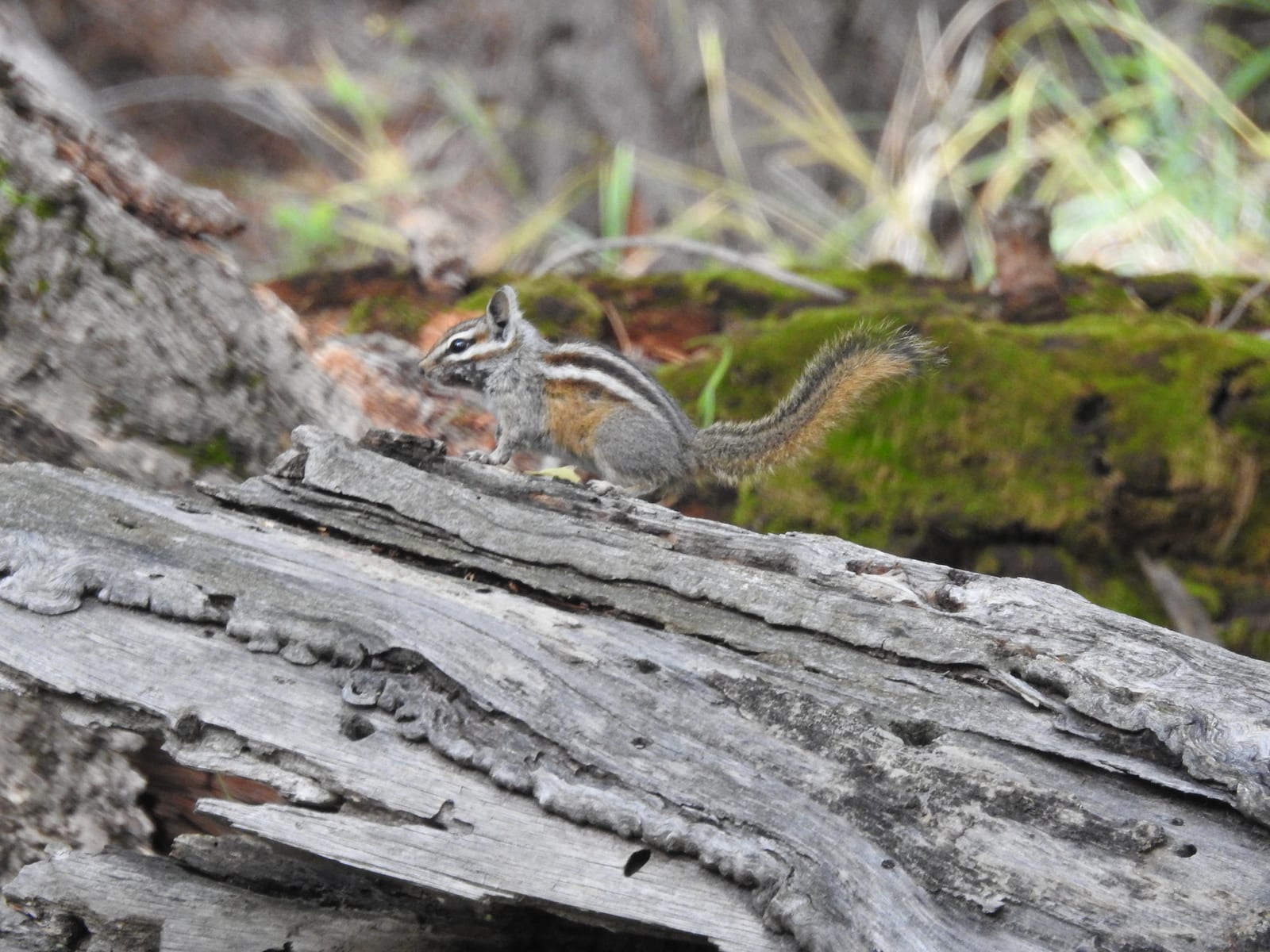 Gray-collared Chipmunk photo 4