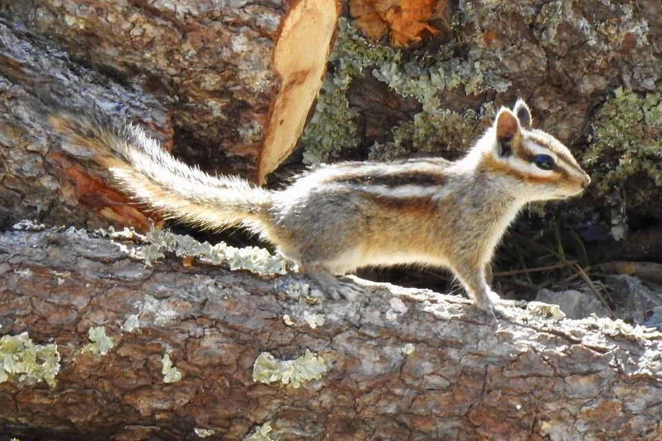 Gray-footed Chipmunk iNaturalist