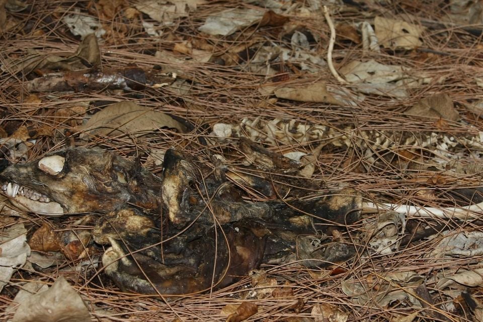 Gray fox standing in dappled woodland