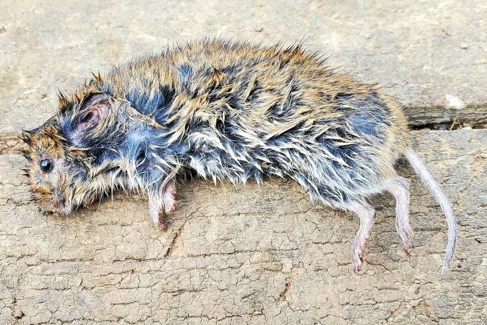 Microtus canicaudus