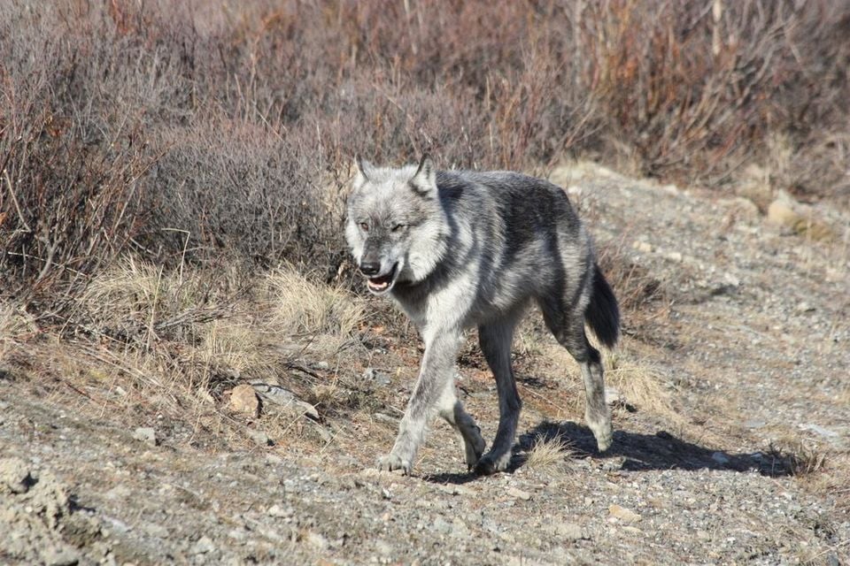 Silver-gray wolf walking along a gravel bank in Alaska