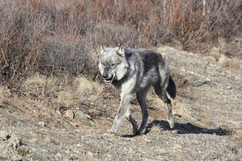 Silver-gray wolf walking along a gravel bank in Alaska