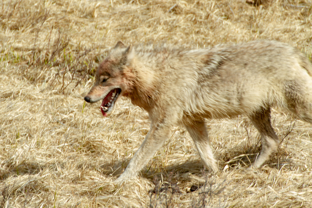 Cream-colored gray wolf walking through dry grass with its mouth open
