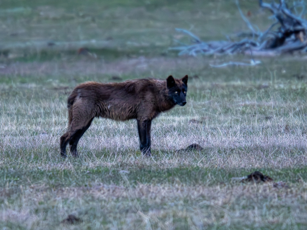 Black-phase gray wolf standing in a meadow at dusk