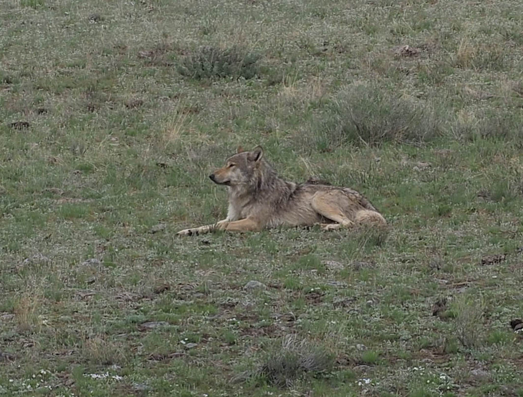 Gray wolf resting in open grassland