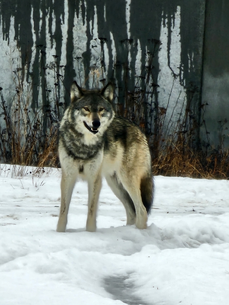 Gray wolf standing in snow and facing the camera