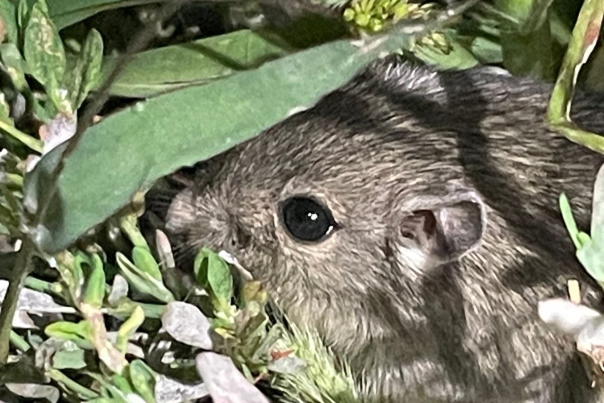 Great Basin Pocket Mouse peering out from beneath desert shrub leaves