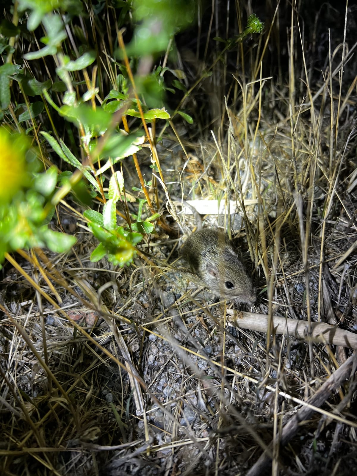 Great Basin Pocket Mouse foraging at night beside a twig