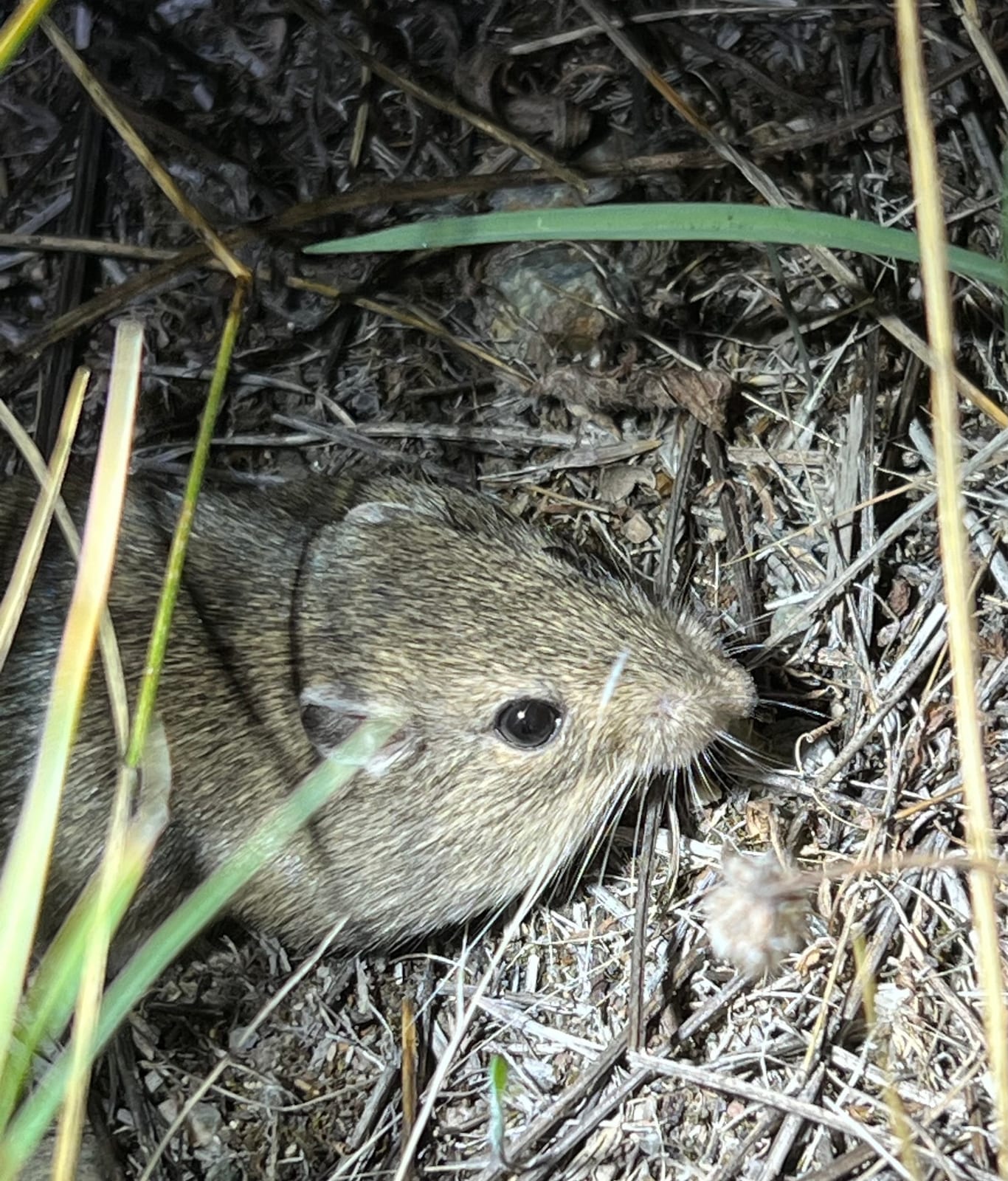 Close-up of a Great Basin Pocket Mouse's face and whiskers