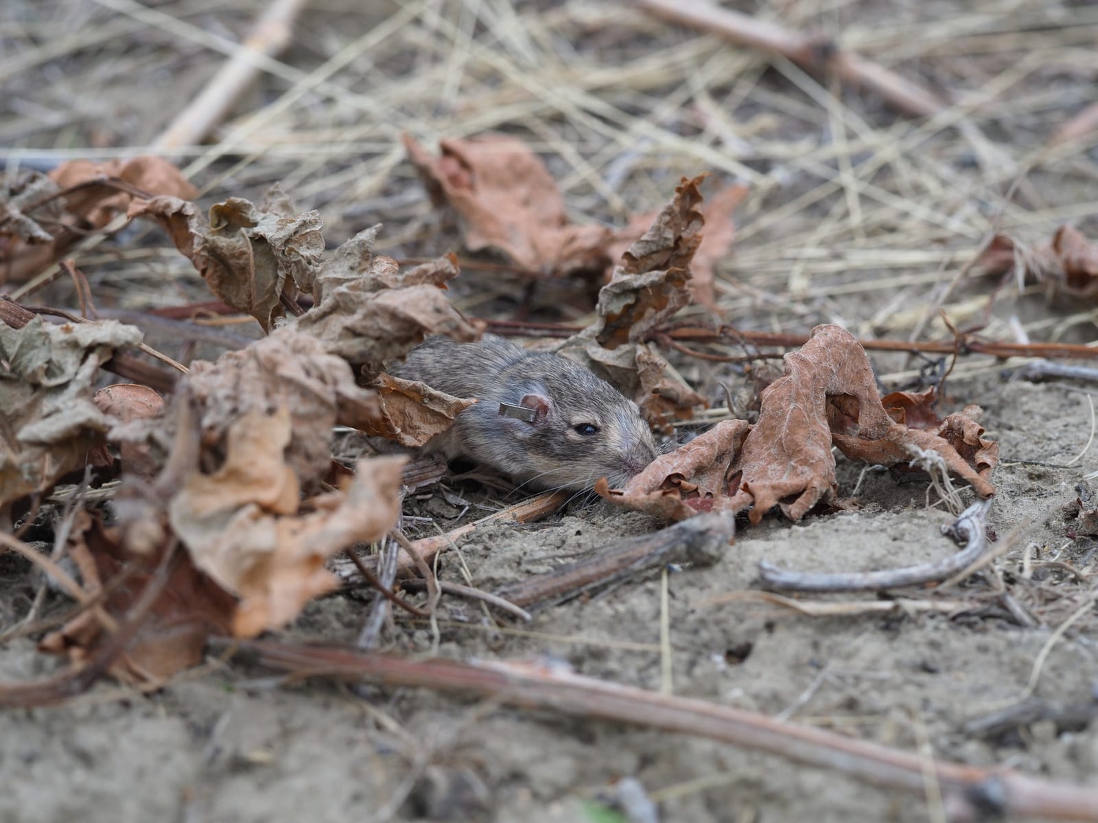 Great Basin Pocket Mouse resting among dry leaf litter