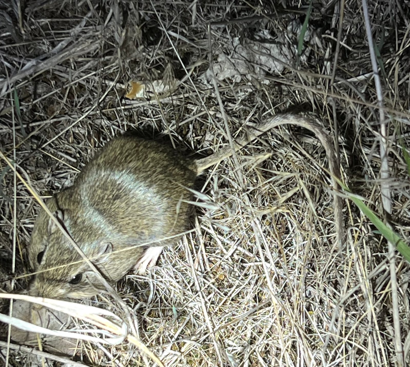 Great Basin Pocket Mouse seen from above moving through dry grass