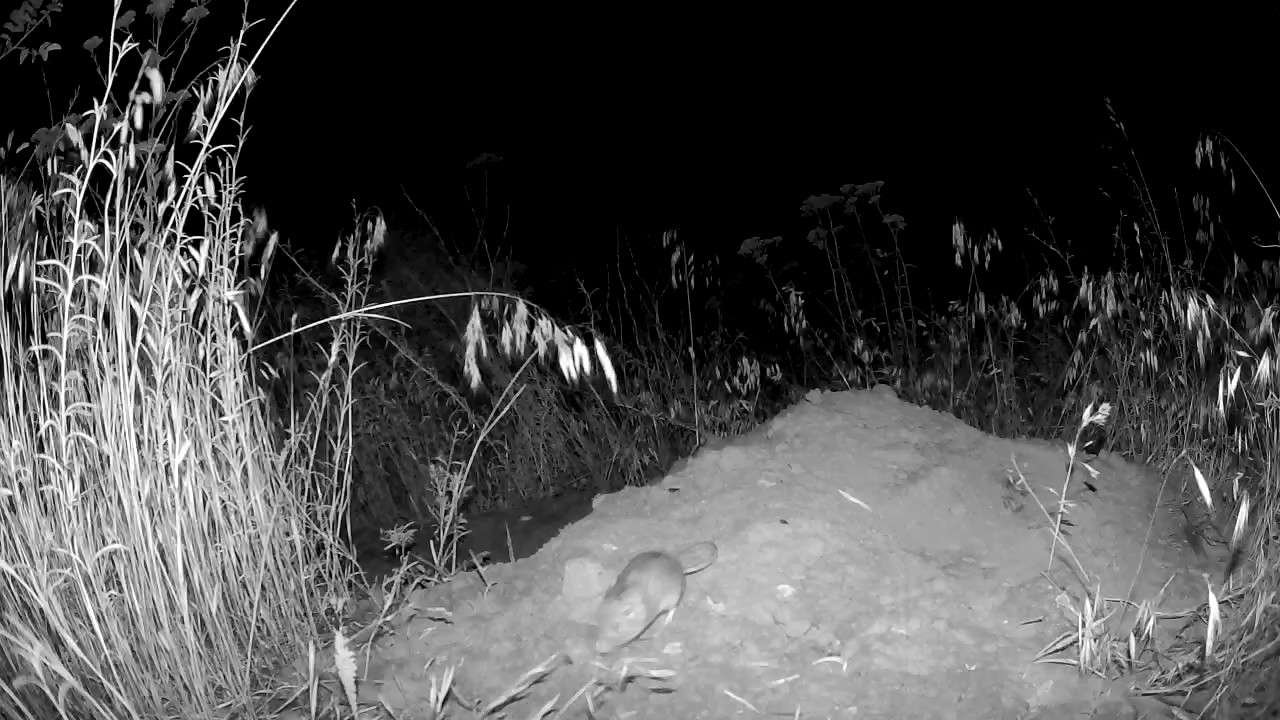 Great Basin pocket mouse pausing at a burrow entrance in eastern Washington shrub-steppe