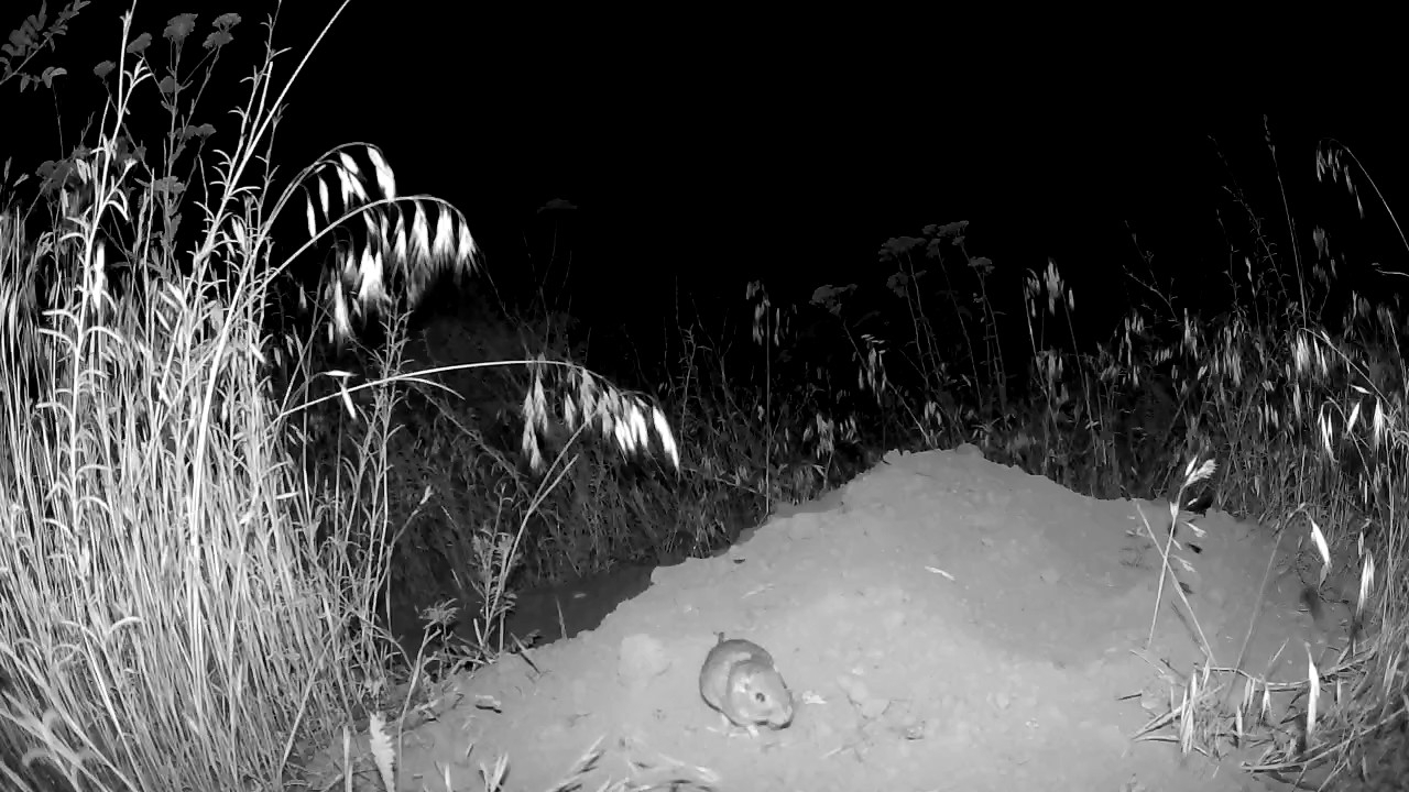 Great Basin pocket mouse at a second burrow entrance on a different night, in the same shrub-steppe habitat
