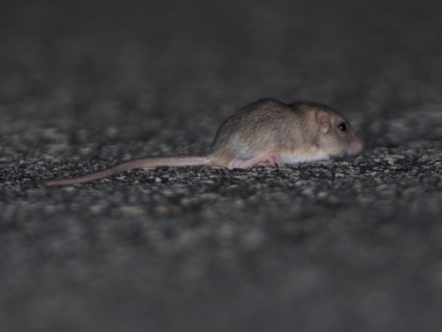 Little Pocket Mouse on pavement at night
