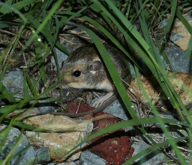 Silky Pocket Mouse among rocks and grass at night