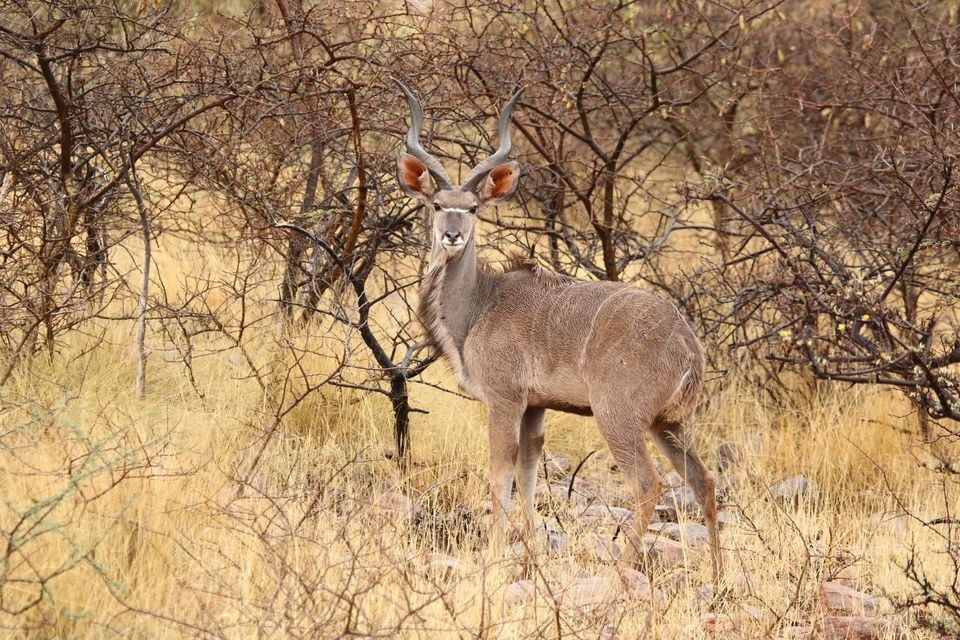 Greater kudu (Tragelaphus strepsiceros) sub-adult male