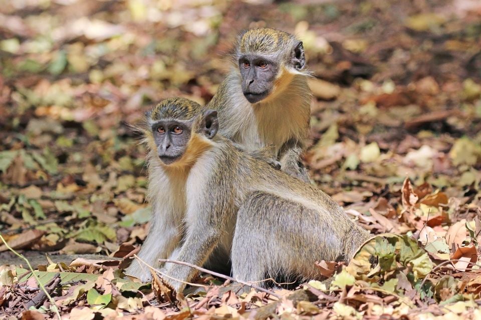 Green monkeys (Chlorocebus sabaeus)