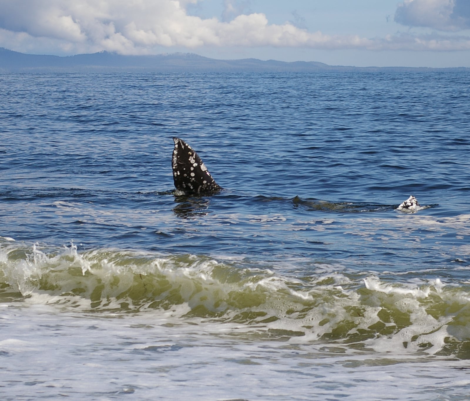 Grey Whale off Nootka