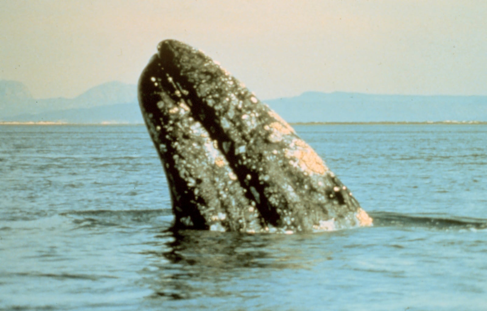 Gray whale