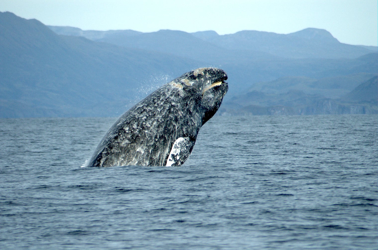 Grey Whale (Eschrichtius robustus)