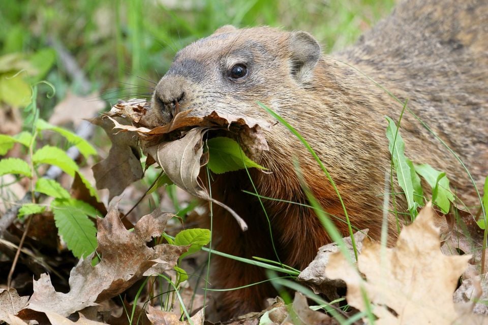Groundhog (Marmota monax)