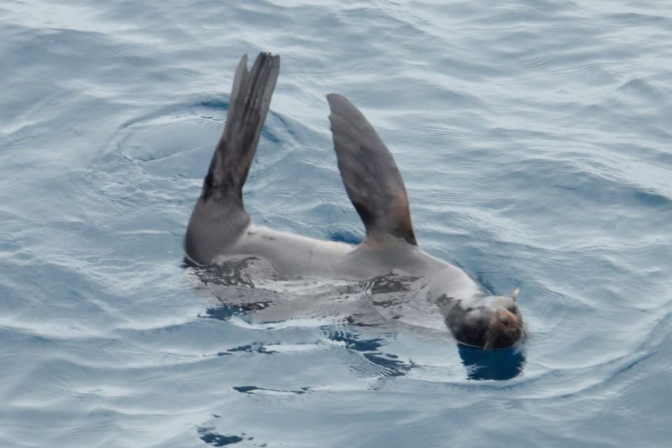 Guadalupe Fur Seal (Arctocephalus townsendi)