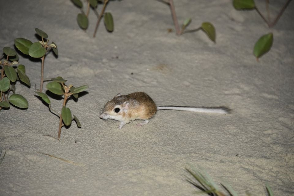 Gulf Coast Kangaroo Rat (Dipodomys compactus)