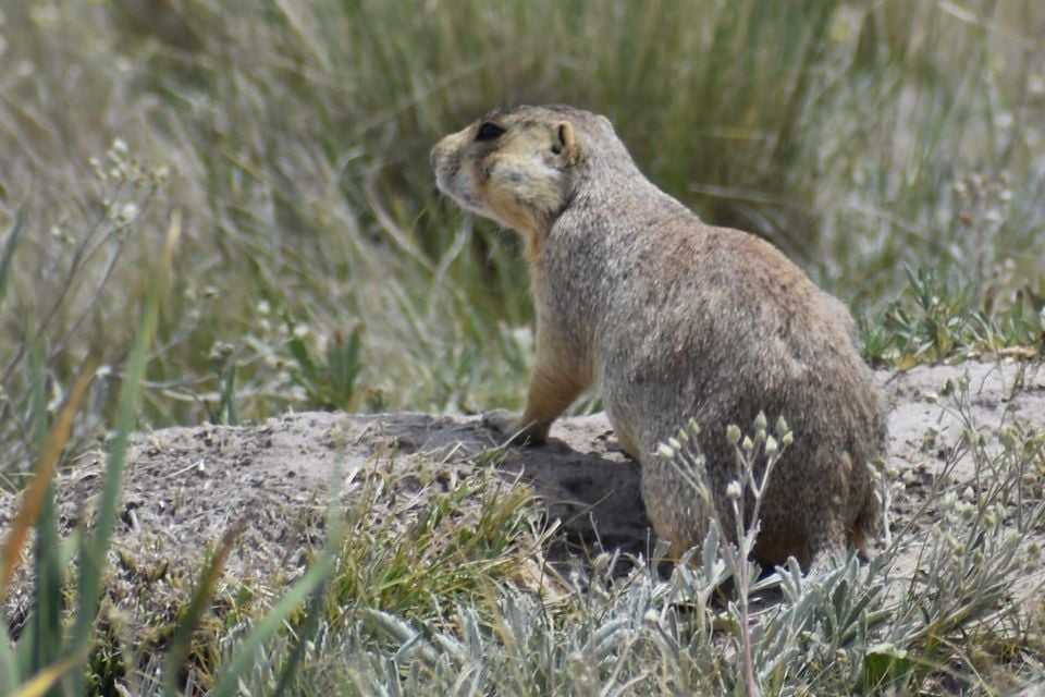 Gunnison's Prairie Dog (Cynomys gunnisoni)