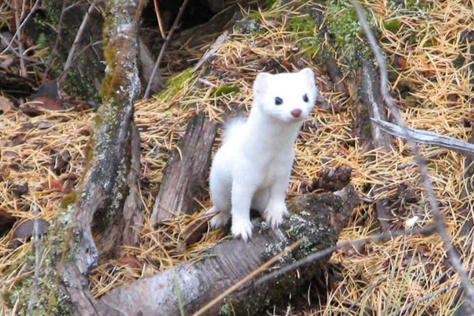 Haida ermine in white winter coat standing alert on a mossy log