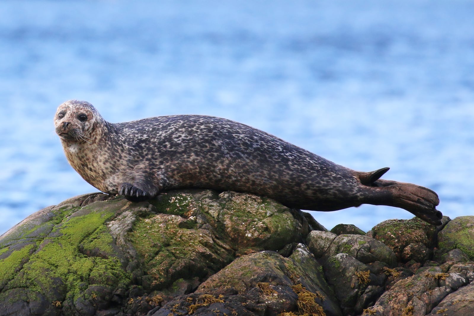 Common seal (Phoca vitulina)