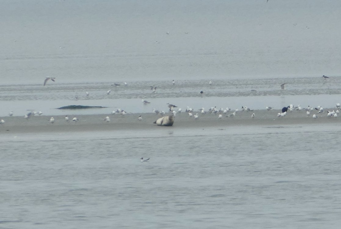 Harbor Seal (Phoca vitulina)