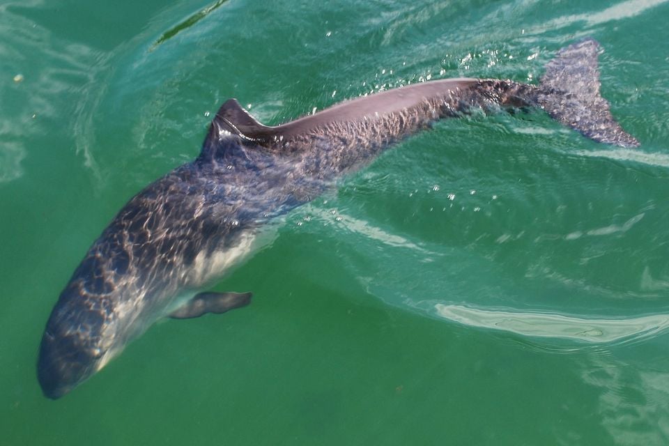 Phocoena phocoena.2