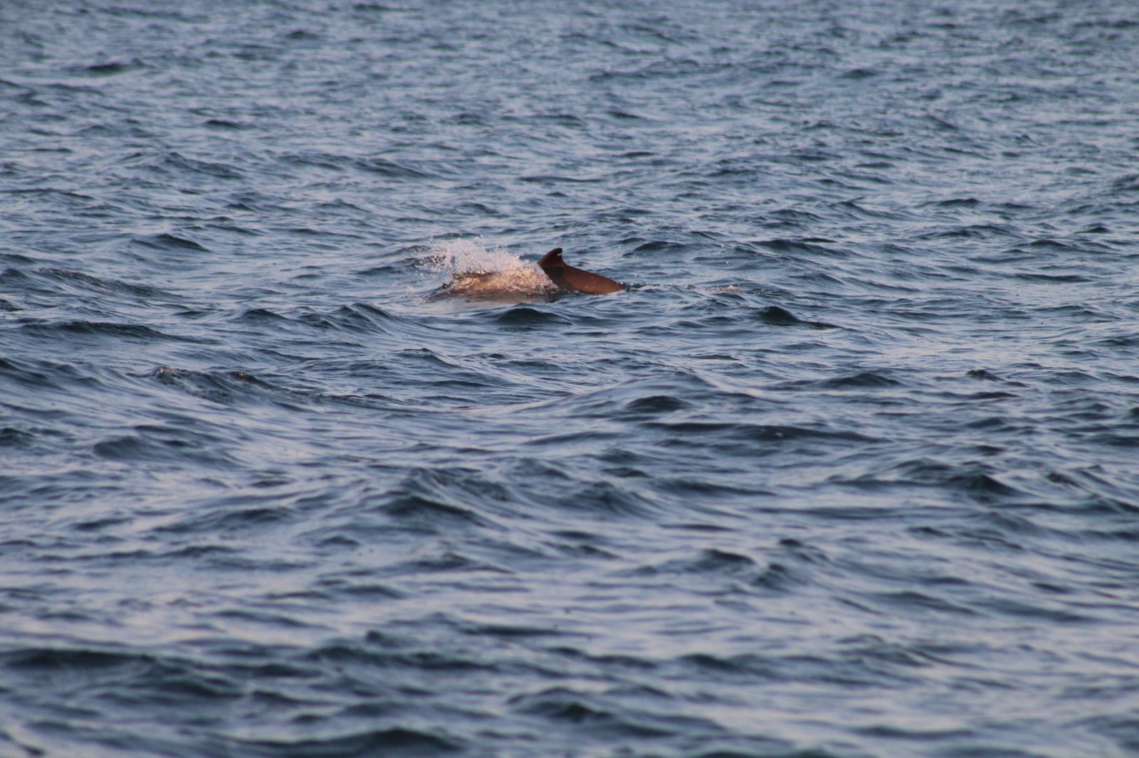 Harbour Porpoise (Phocoena phocoena)