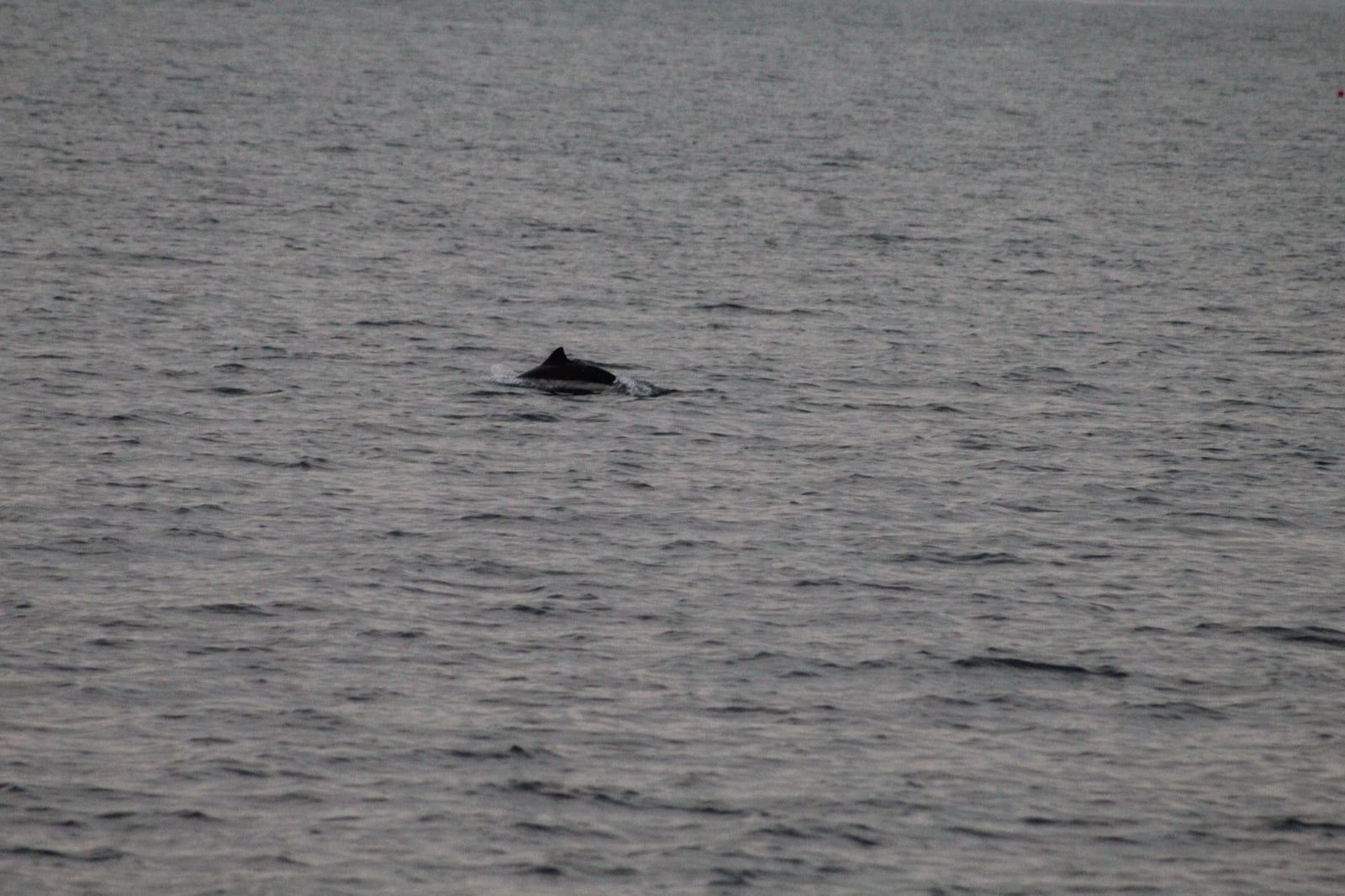 Harbour Porpoise (Phocoena phocoena)